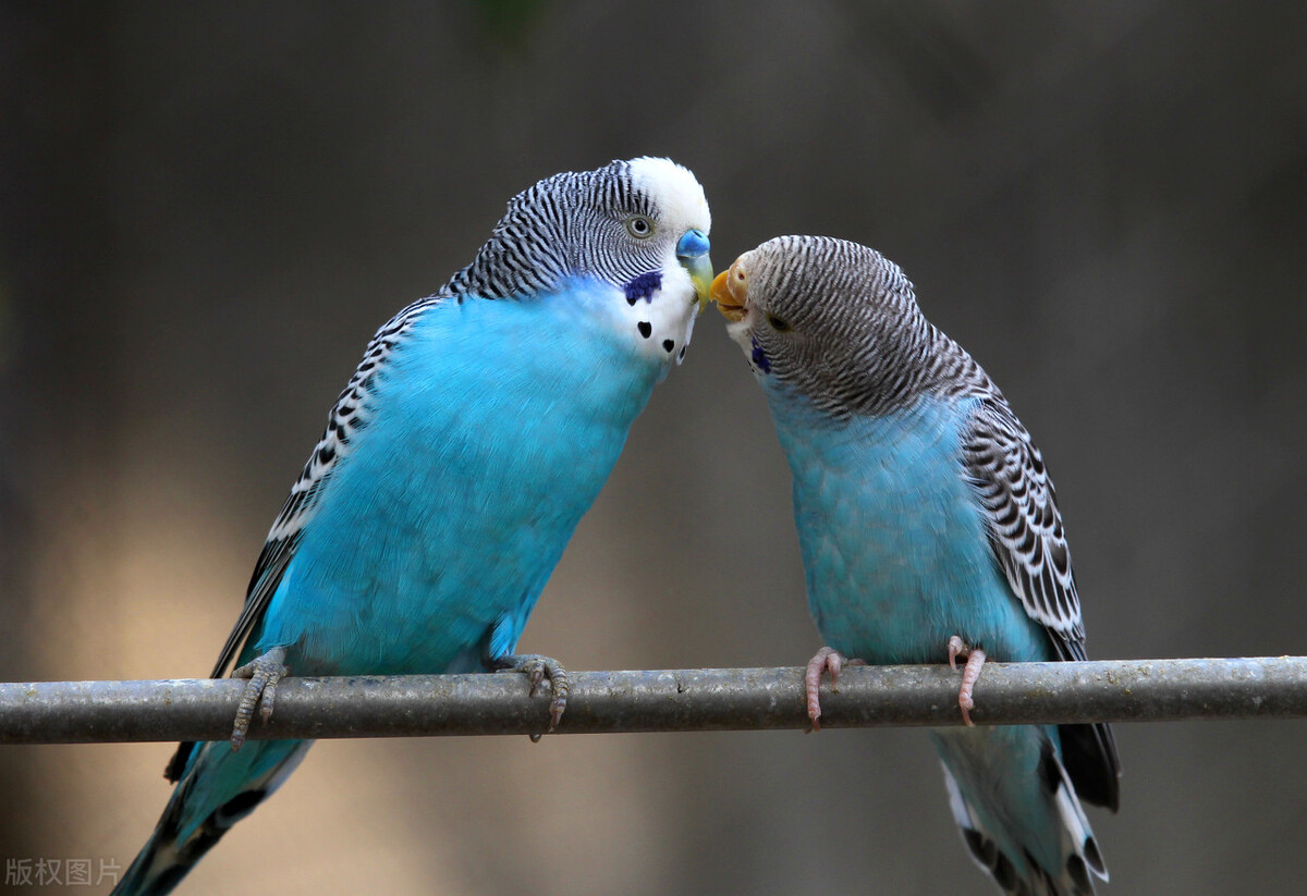 八哥鸟拉稀可以吃阿莫西林吗,八哥鸟拉稀怎么办但是很活泼
