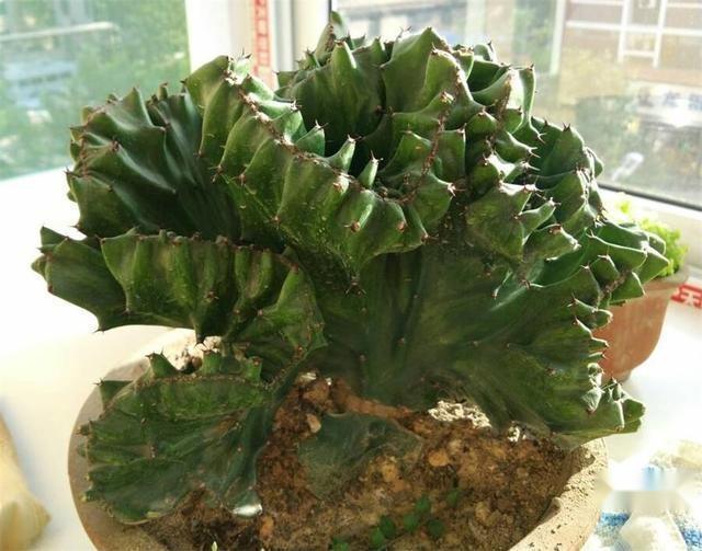 家中最旺财的4种花,旺宅养3种花旺宅又旺财