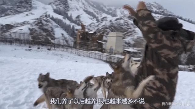 养狼disco：我在*疆新**，把狼养成了哈士奇