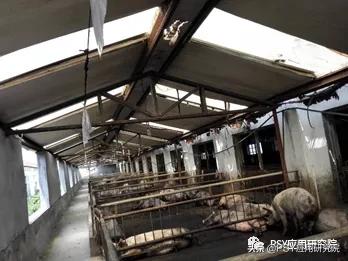 母猪脚软蹄裂,母猪腿肿怎么回事啊