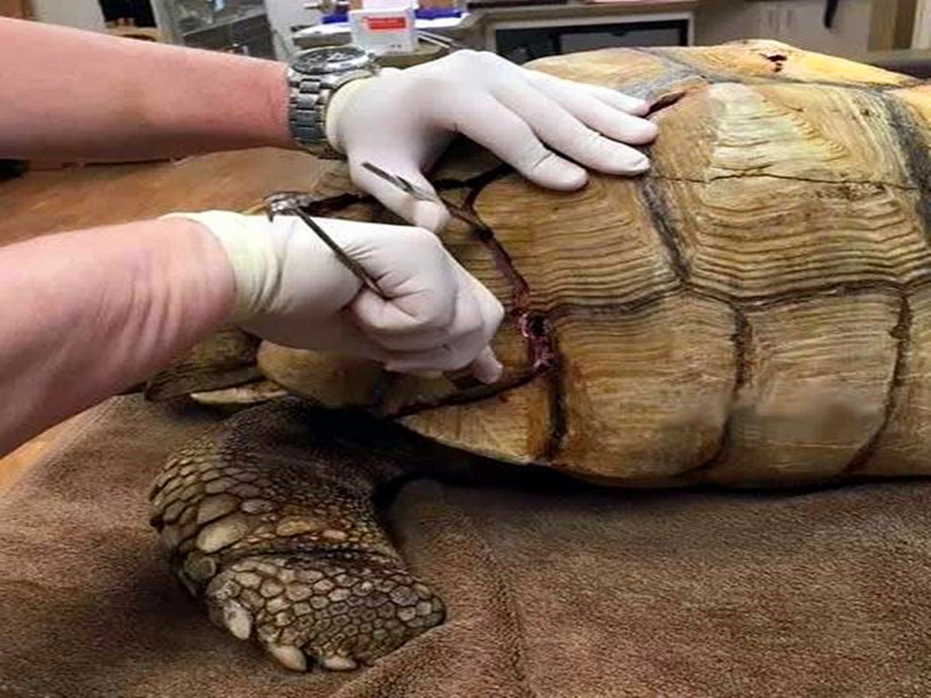 乌龟被拆了还能活吗,乌龟被挖出来