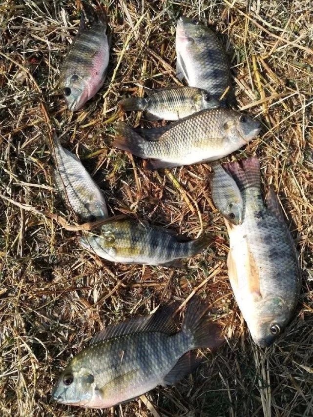 第一年野钓,新年第一钓钓鱼视频