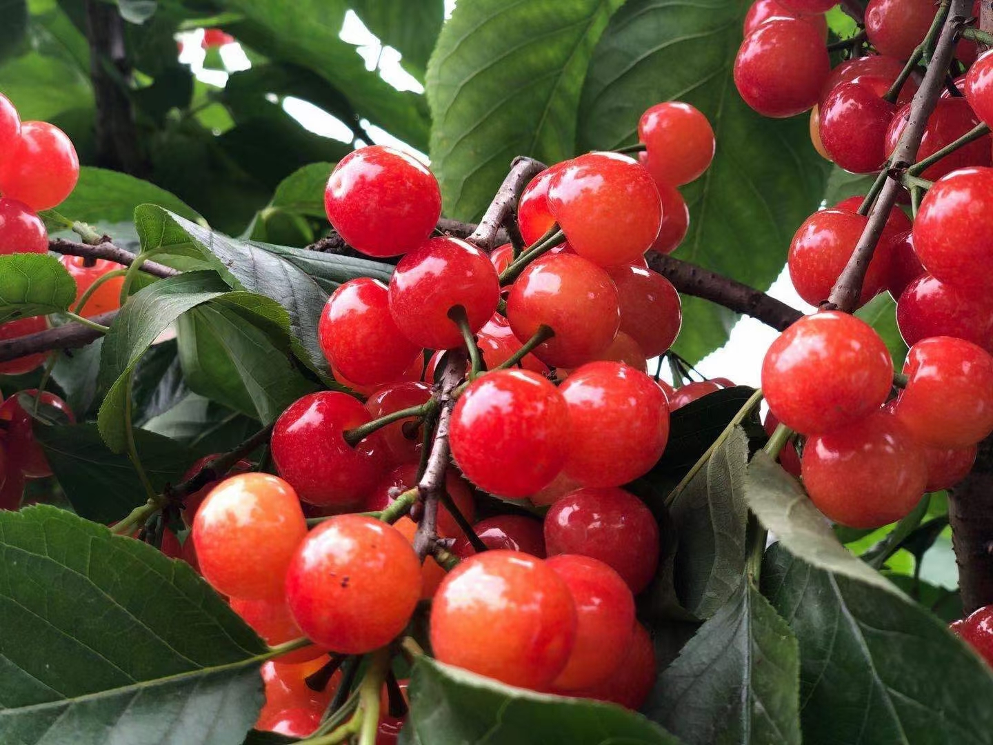 现在的樱桃有虫吗,樱桃叶子什么虫吃