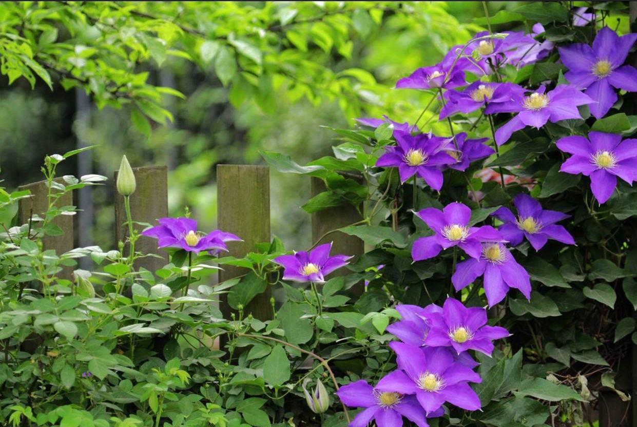 一棵就能爬满墙？这波操作服了