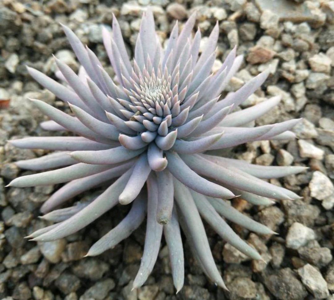 绿萝都养不活还能养什么花,好养活的懒人花绿萝