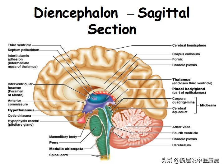 中枢神经系统断层解剖讲解,中枢神经3d解剖动画