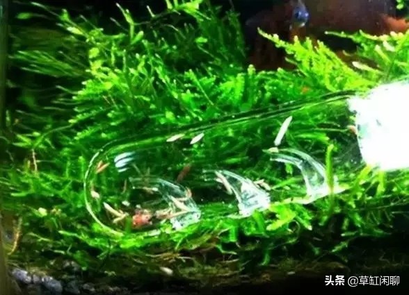 鱼缸小白虫的消灭方法,鱼缸里去除涡虫的最佳方法