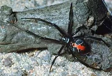 澳大利亚留学圈是怎样一种存在,澳大利亚留学真实现状