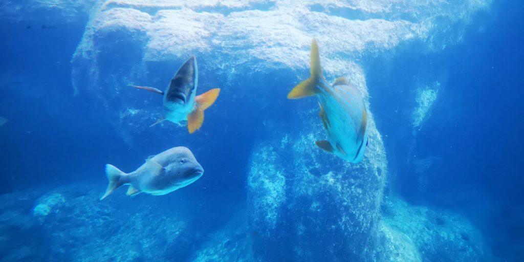 巴哈马猪岛旅游最新视频,巴哈马猪岛旅游