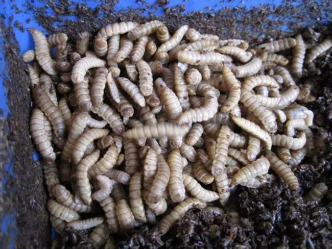 养殖什么稀奇的品种赚钱快又好养,养殖最赚钱的品种