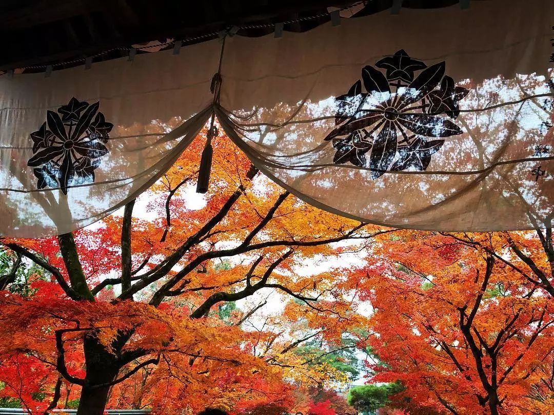 停车坐爱枫林晚风景,停车坐爱枫林晚季节