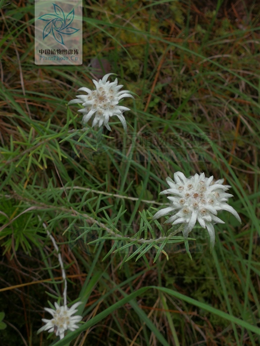 小地松,小地松图片