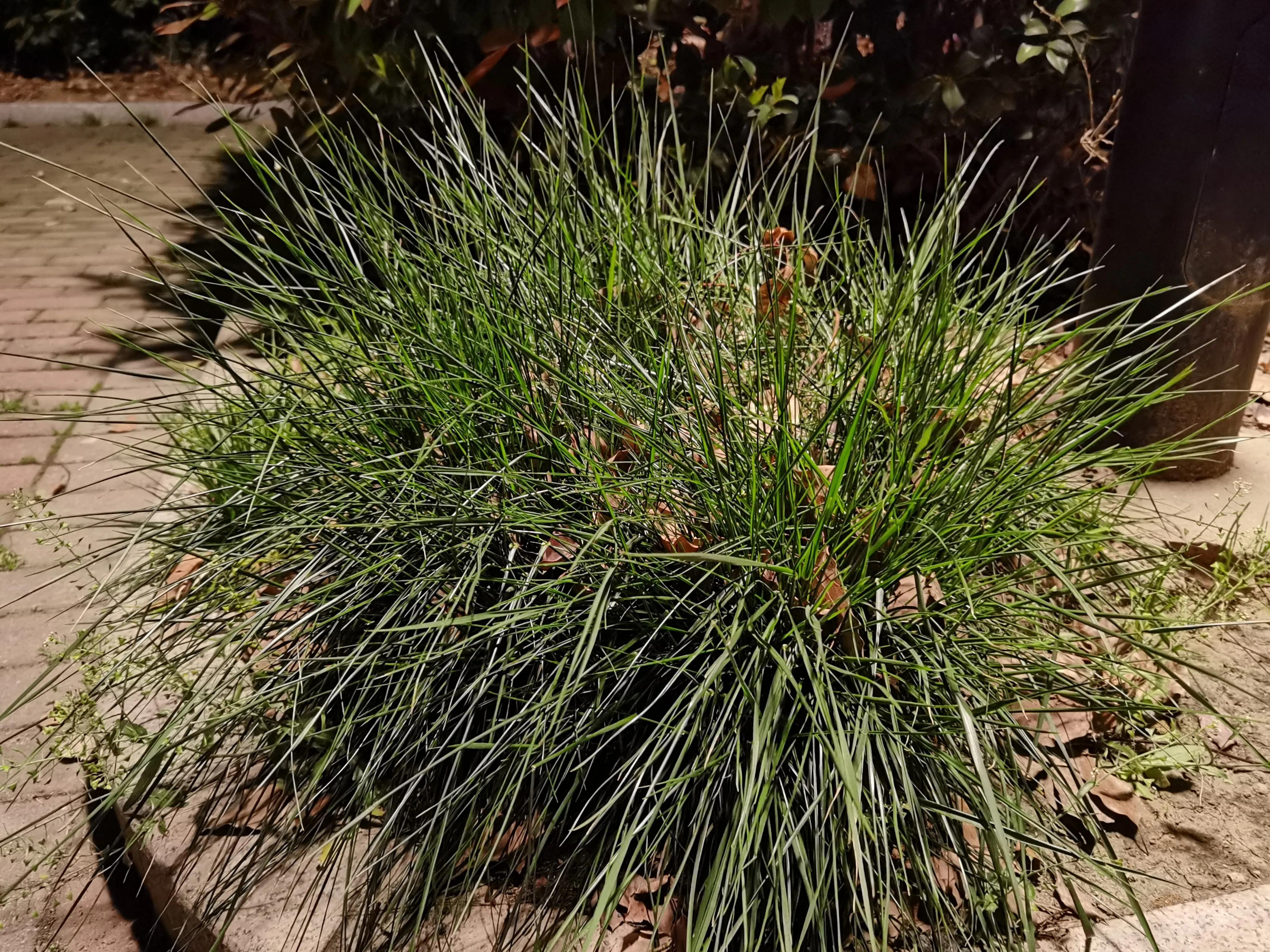 七绝《野草》,七绝野草花作品