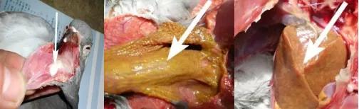 鸽子第一杀手—毛滴虫,在夏季如此猖獗,养鸽户们应该这样解决