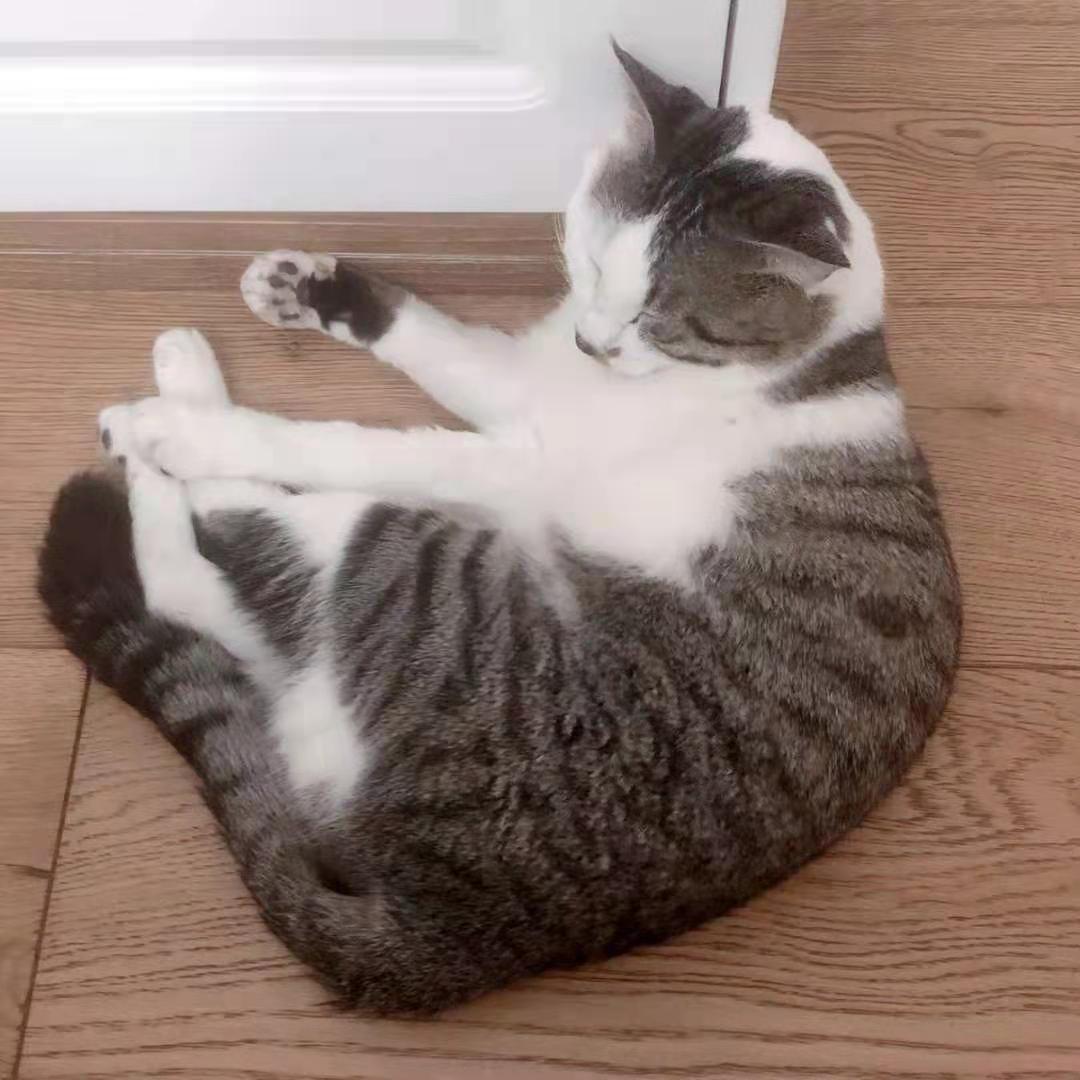 啥猫粮靠谱,什么猫粮最好良心猫粮排行榜