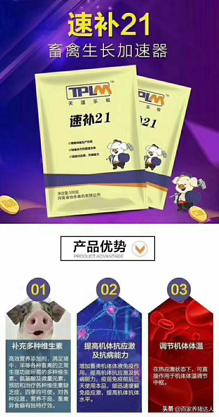 养猪人不容易大实话,夏天母猪常见几个疾病养猪人注意