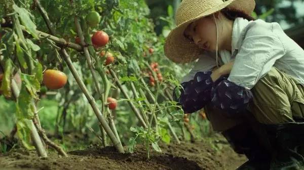 森淳一的《小森林》：披着美食的外衣，去沉淀自我和拥抱生活