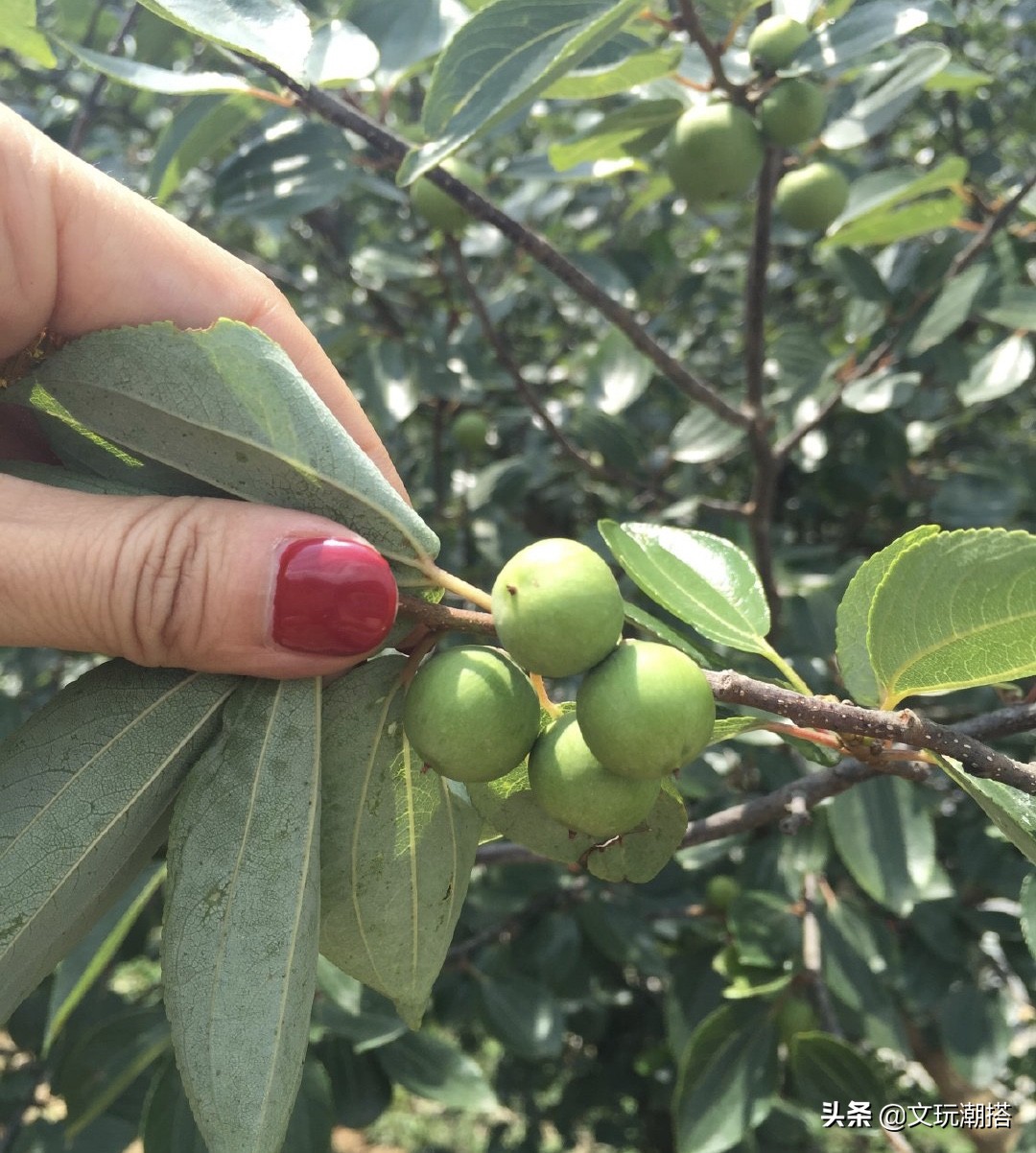 凤眼菩提为什么有的小尺寸就便宜,凤眼菩提怎么看品相