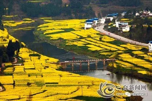 四川过年油菜花风景视频,3月去四川哪里看油菜花