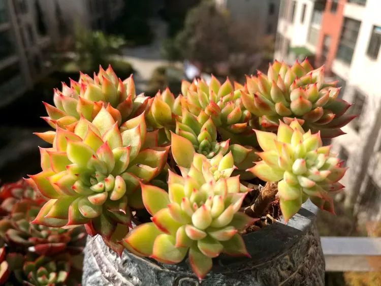 冬日暖阳邂逅最美的多肉,冬日暖阳和多肉暖了我的心