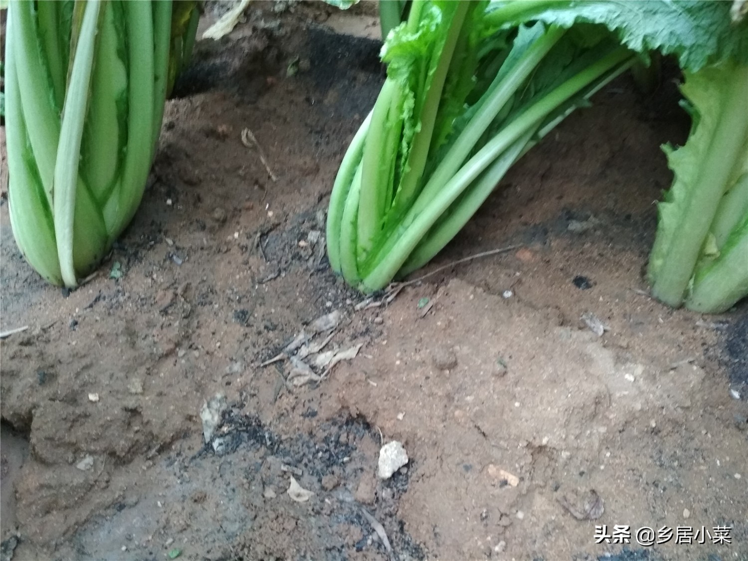 天暖和飞虫,天冷蚜虫能冻死吗