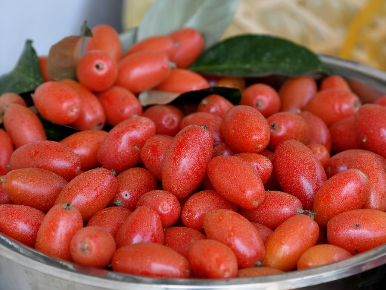 矮桩羊奶果结果盆景图片,精品羊奶果老桩盆景