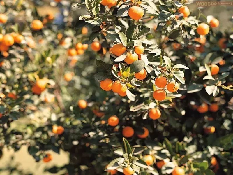 中国有机农业将主导世界，你相信吗