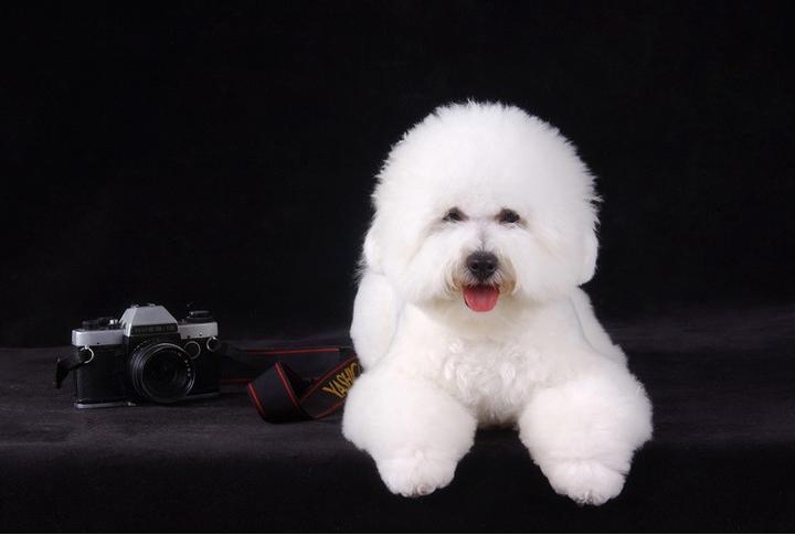 最受欢迎的小型犬排名,最受欢迎的小型犬排行