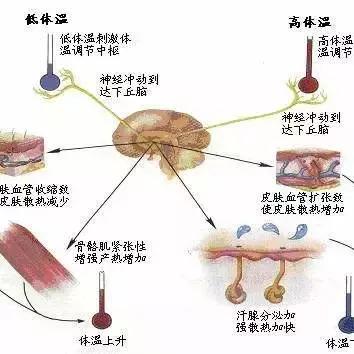 肚子着凉腹泻吃什么药,宝宝肚子着凉就会腹泻吗