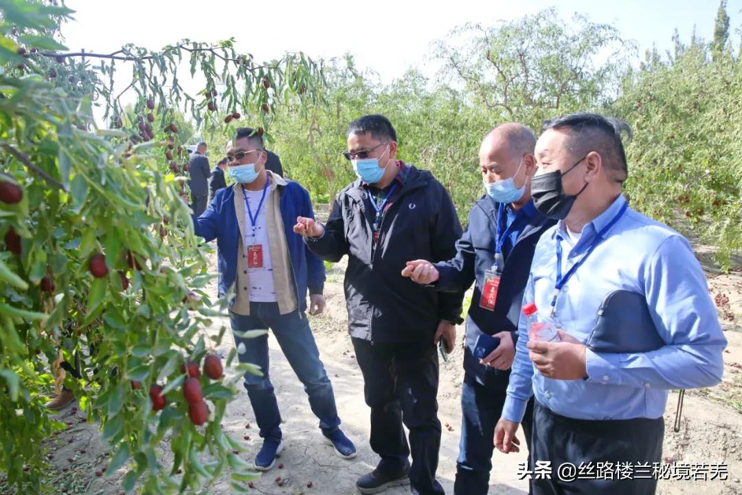 新疆和田大枣合作计划,新疆红枣成都展销会