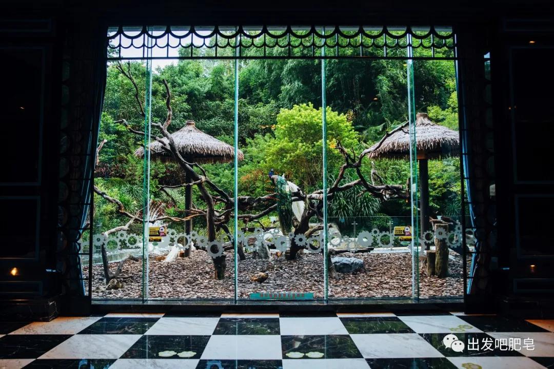 长隆飞鸟乐园长隆熊猫酒店怎么选,周一长隆野生动物园游玩攻略