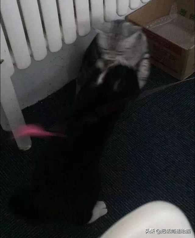 猫故事书籍,猫故事小说