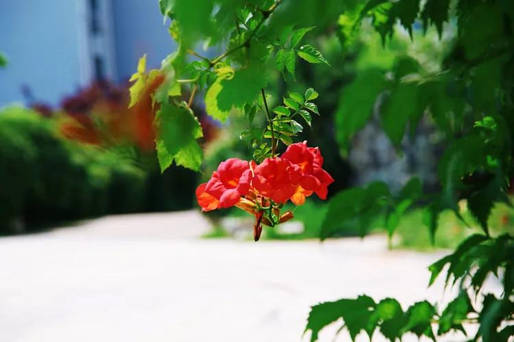 单反快速入门索尼,单反自动挡是哪个