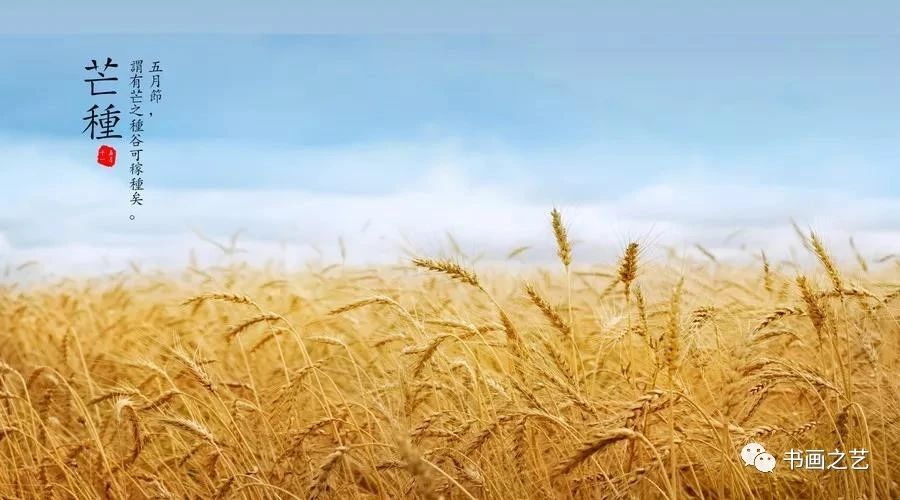 有芒的麦子和无芒的麦子,有芒刺的稻子