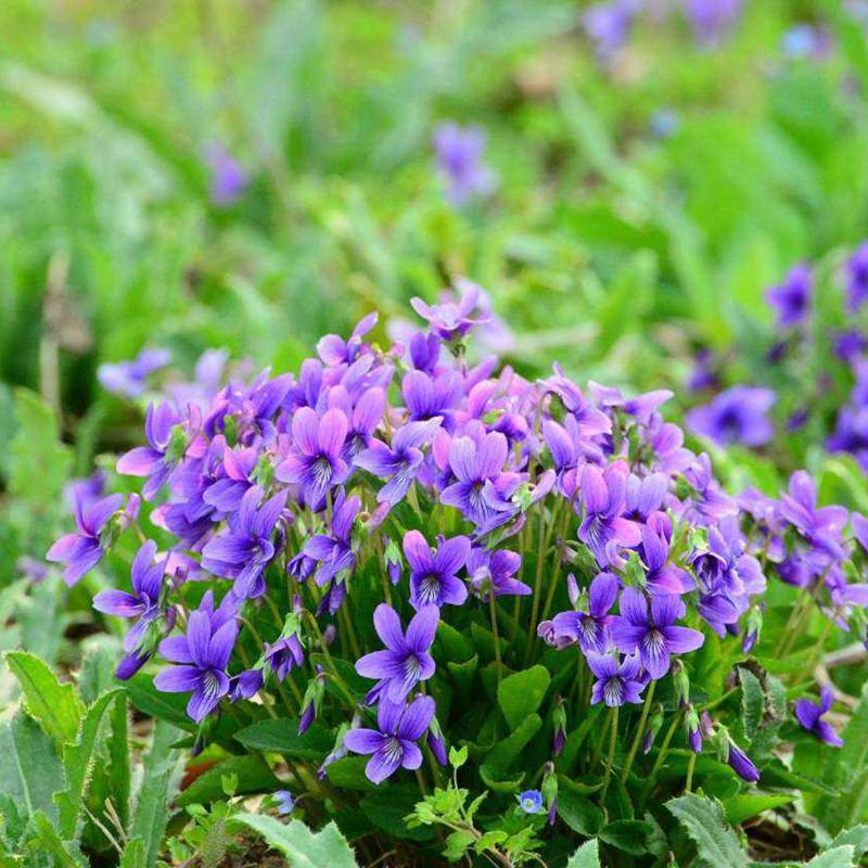 十种动植物名称及特征,动植物植物知识科普大全