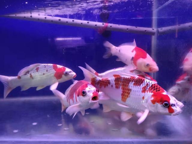 锦鲤饲养注意事项有哪些,饲养锦鲤要注意哪些方面