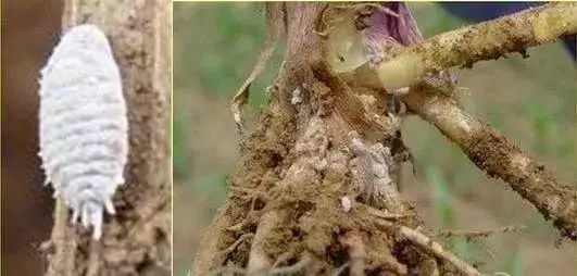 怎么预防玉米苗期病虫害,玉米苗期虫害防治方法