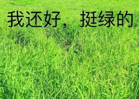 博士论文致谢及女朋友的回应,最新论文致谢范文参考