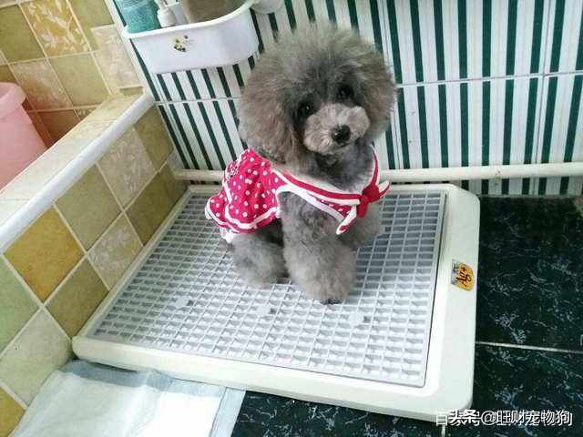狗排泄训练方法,如何训练狗出去大小便