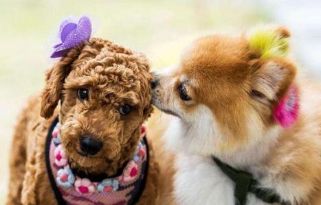 狗狗发情不用慌,这几点,铲屎官一定要做好