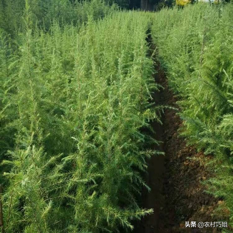 雪松育苗,雪松怎么播种