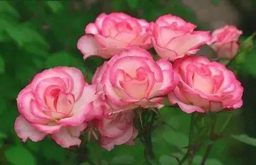 最漂亮10种微型月季,新手必入这8种月季漂亮好养