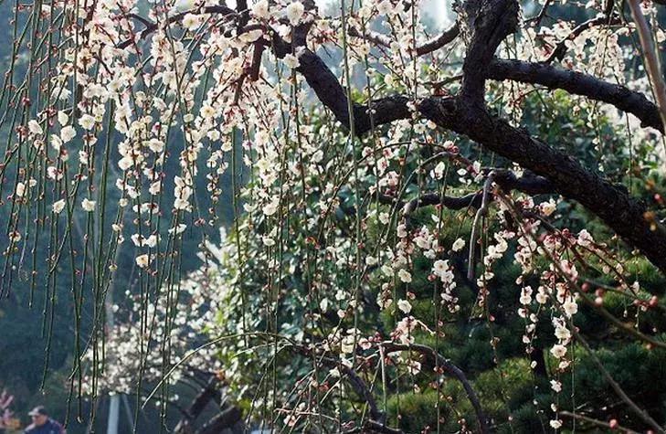 这些梅花真是美不胜收,所有梅花类型