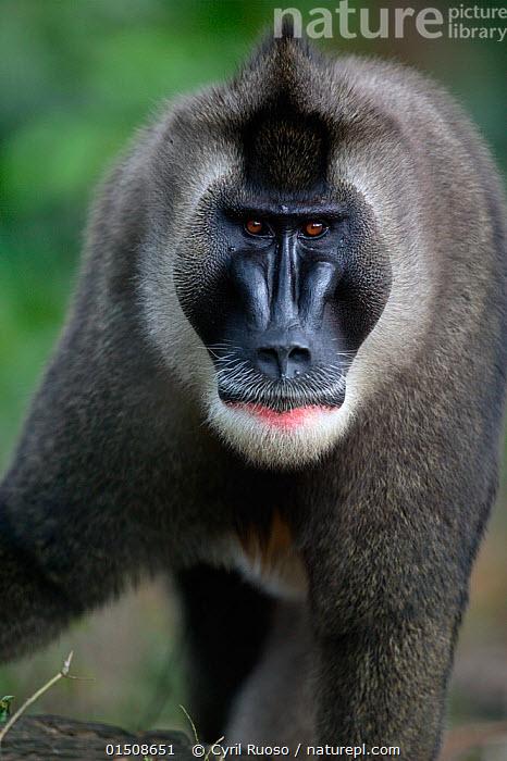 加拿大出现怪异的东西,加拿大无头怪