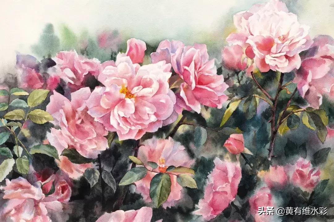 小清新水彩画玫瑰花,水彩画雨中玫瑰