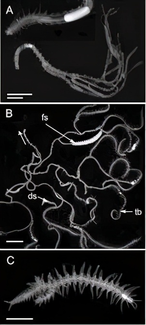澳大利亚神秘生物真实视频,澳大利亚巨大蠕虫