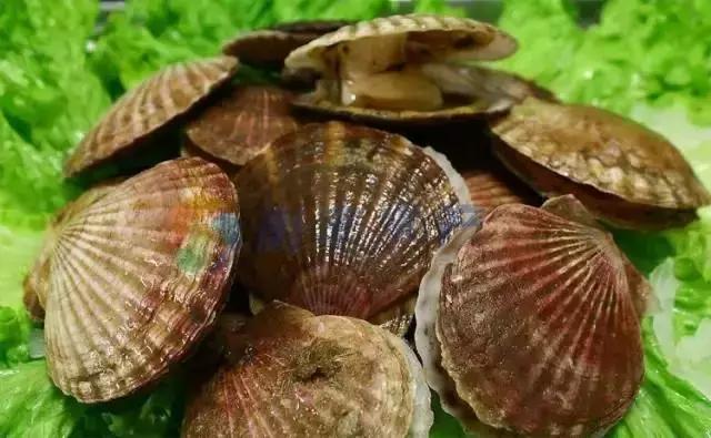 宁波一渔民整理海鲜大全,宁波最全的海鲜