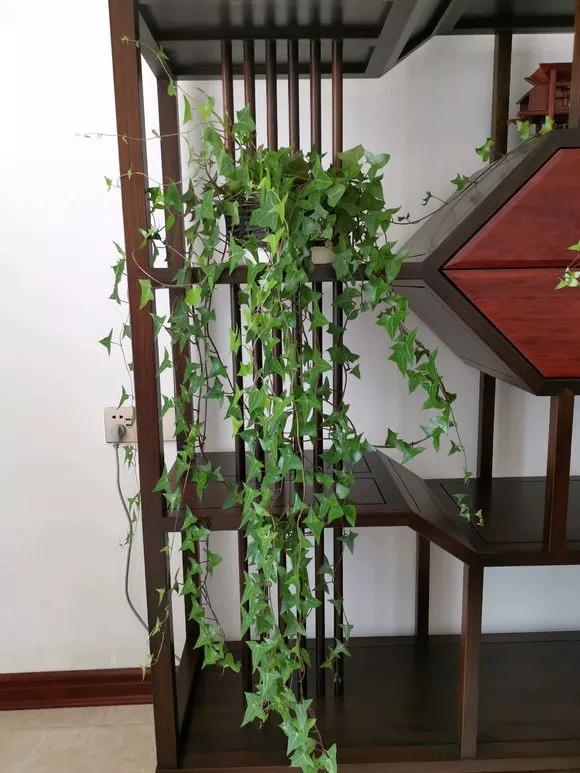 室内吸甲醛最好的10种花,吸甲醛最好的10种花卉