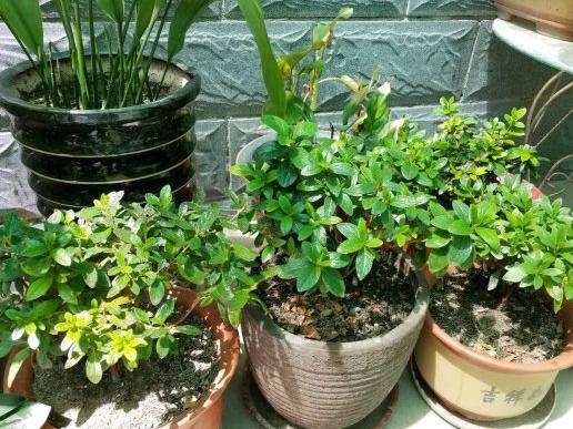 养了一个月的杜鹃花蔫了怎么办,在干燥的北方室内如何养杜鹃花