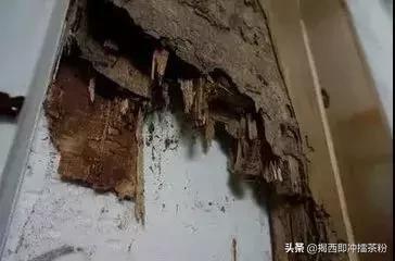 飞蚁大军空袭视频,飞蚁大军被空袭